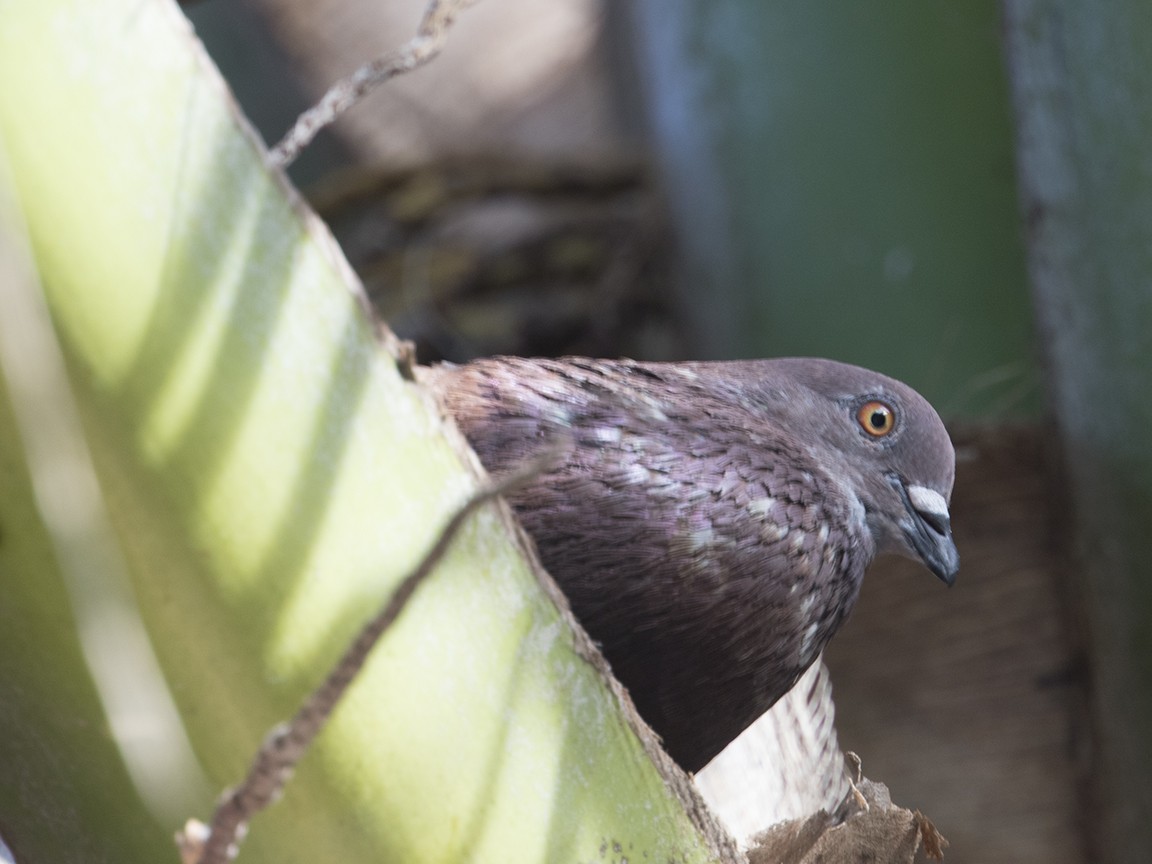 Rock Pigeon (Feral Pigeon) - ML166314301