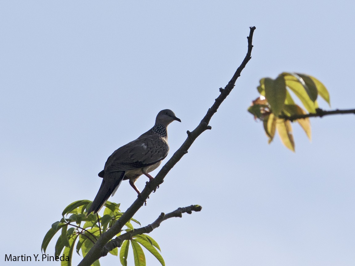 Spotted Dove - ML166314311