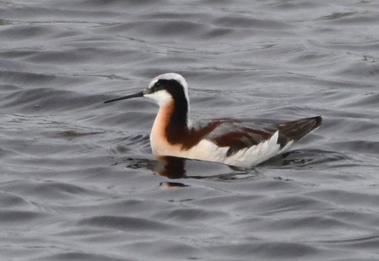 Falaropo Tricolor - ML166315961