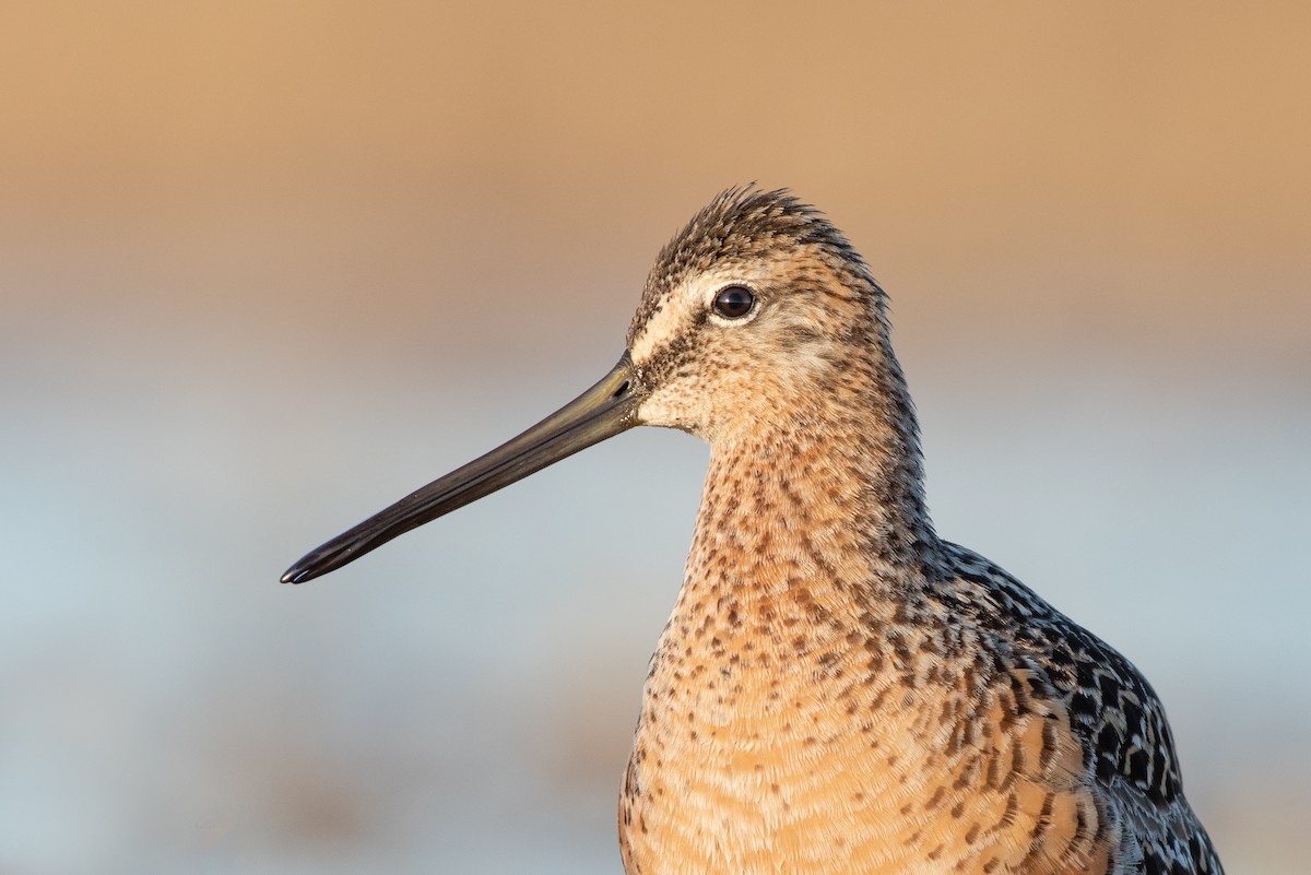 langnebbekkasinsnipe - ML166316561