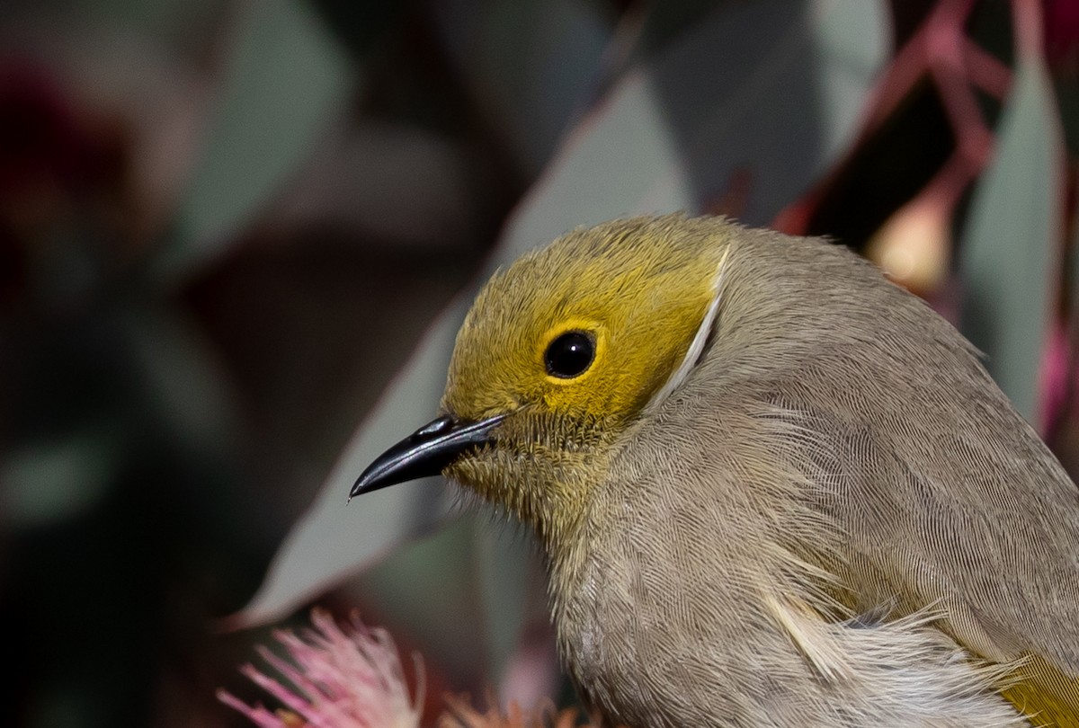 White-plumed Honeyeater - ML166316781