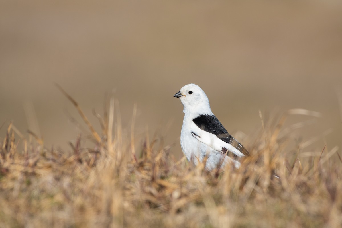 Snow Bunting - ML166316821