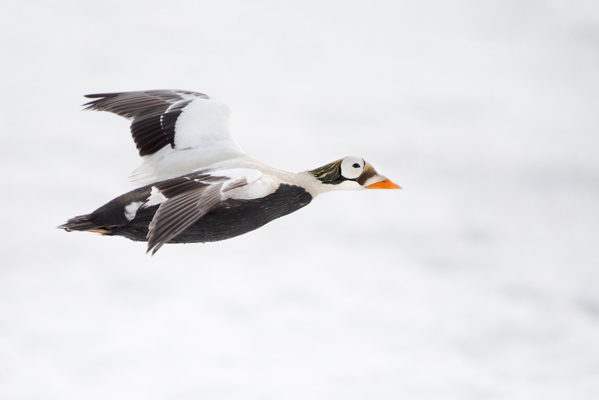 Spectacled Eider - ML166316961