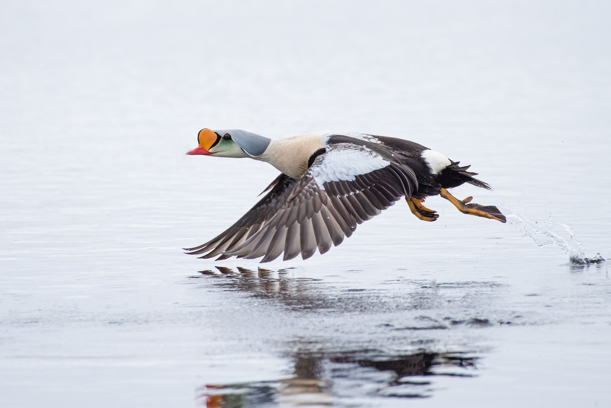 Eider erregea - ML166316981