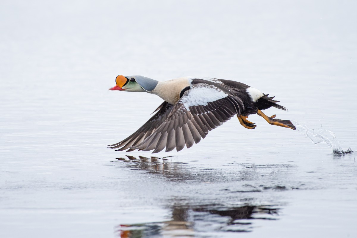 King Eider - ML166316981