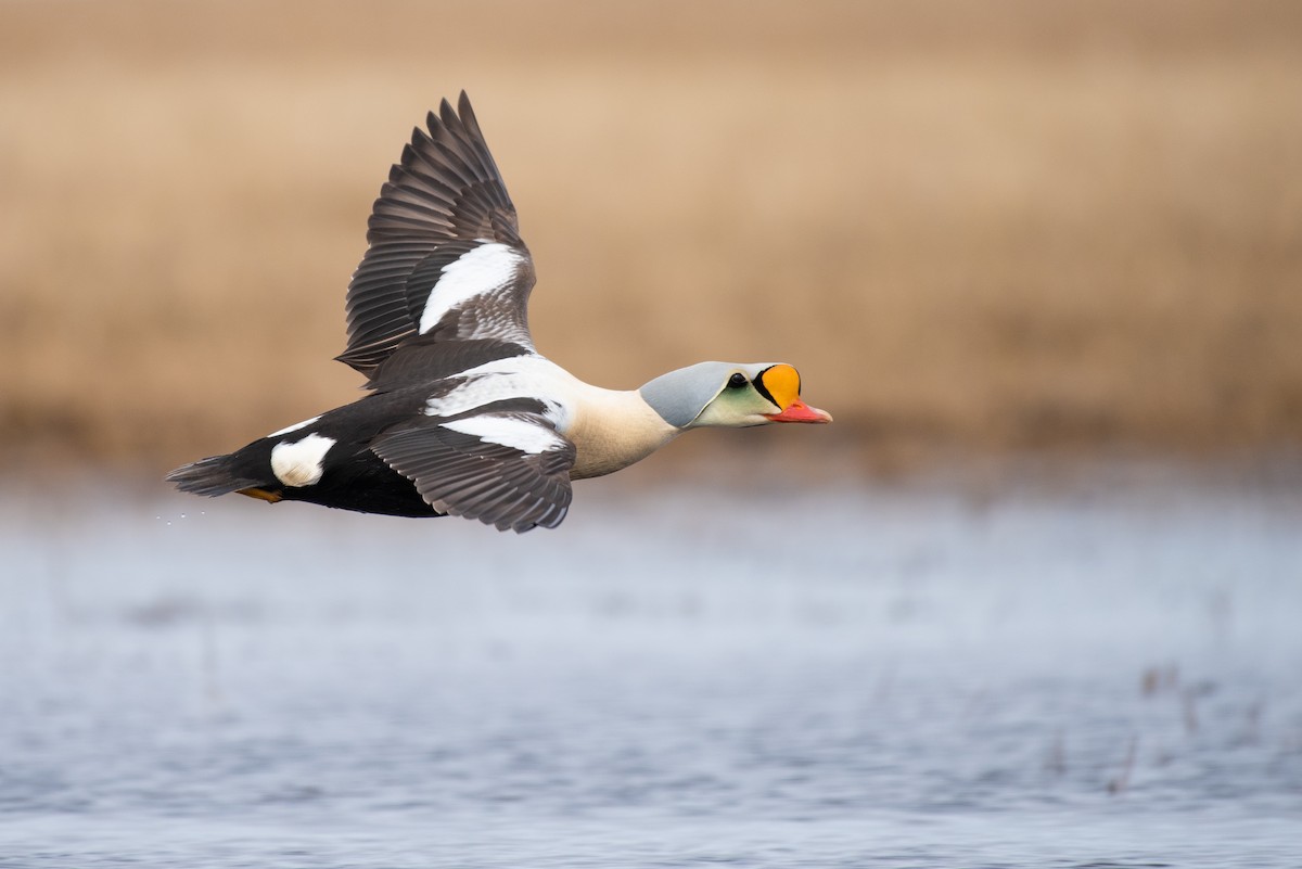 King Eider - ML166317001