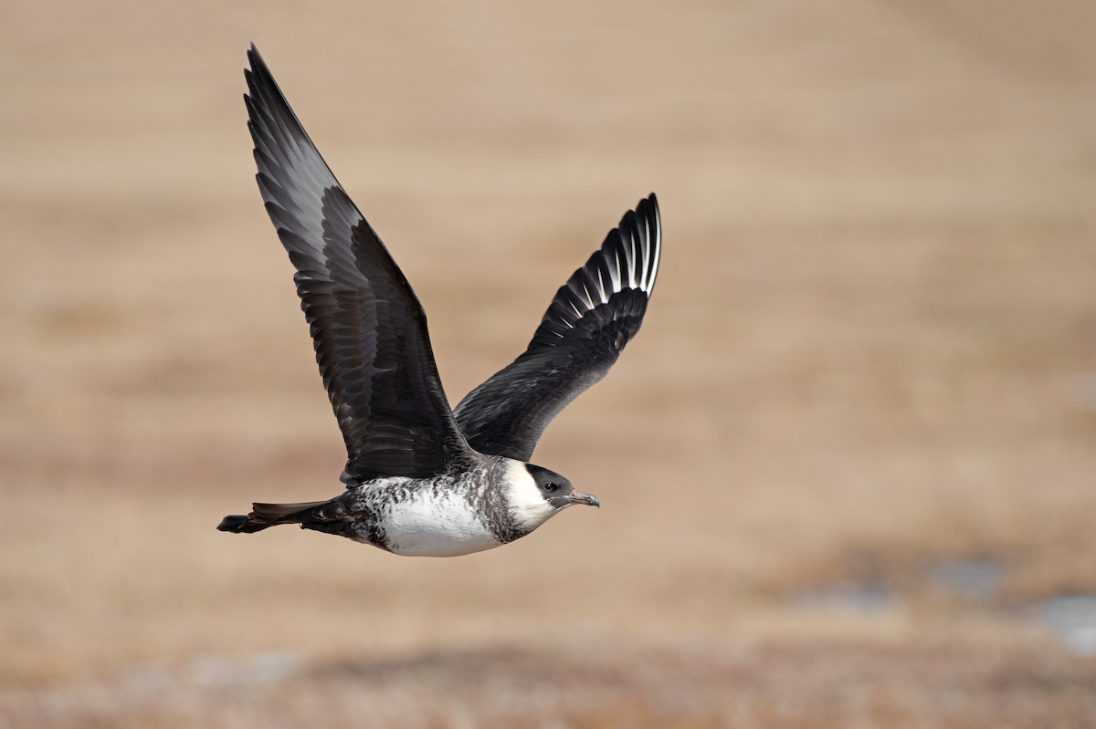 Pomarine Jaeger - ML166317191