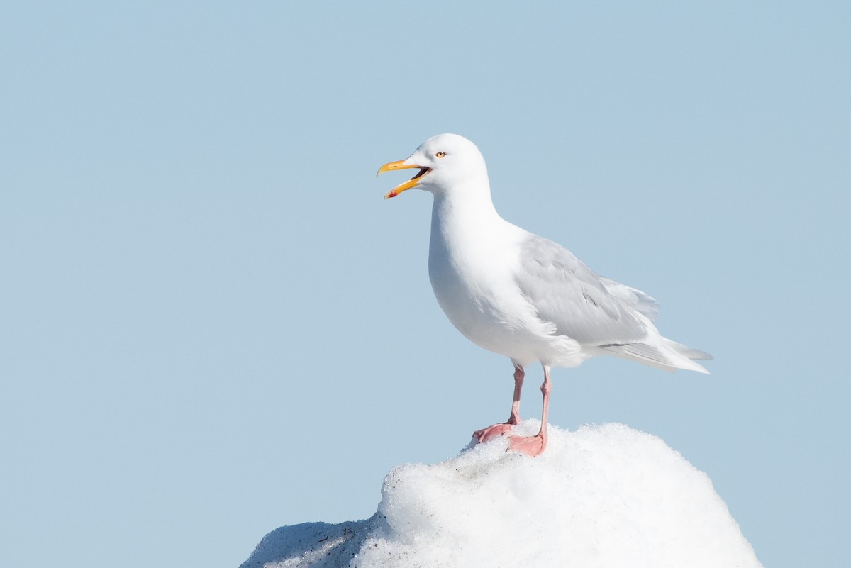 Glaucous Gull - ML166317291