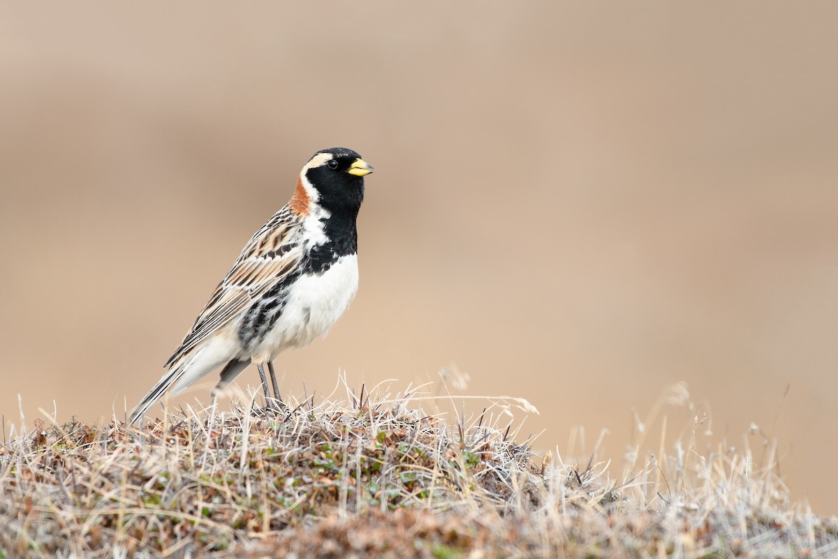 Lapland Longspur - ML166317481