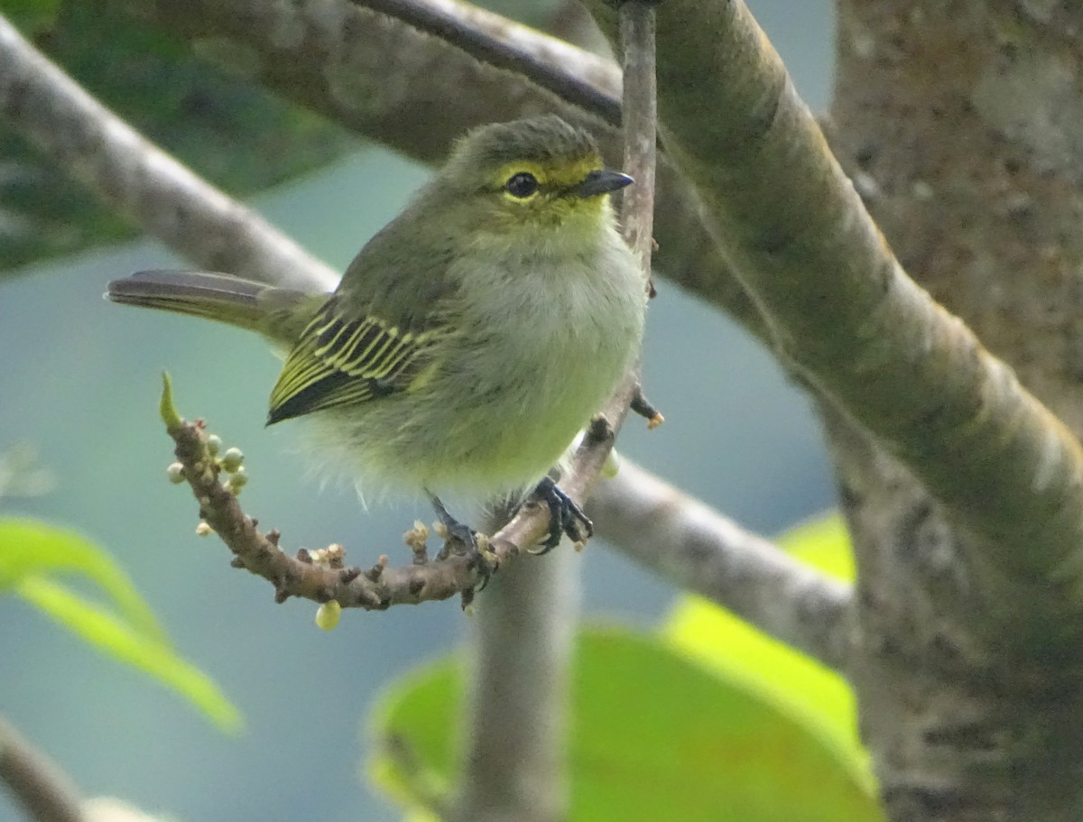 Peruvian Tyrannulet (Amazonas) - ML166318561