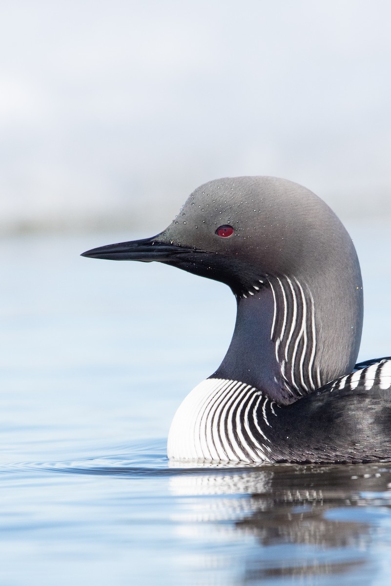 Pacific Loon - Tyler Ficker