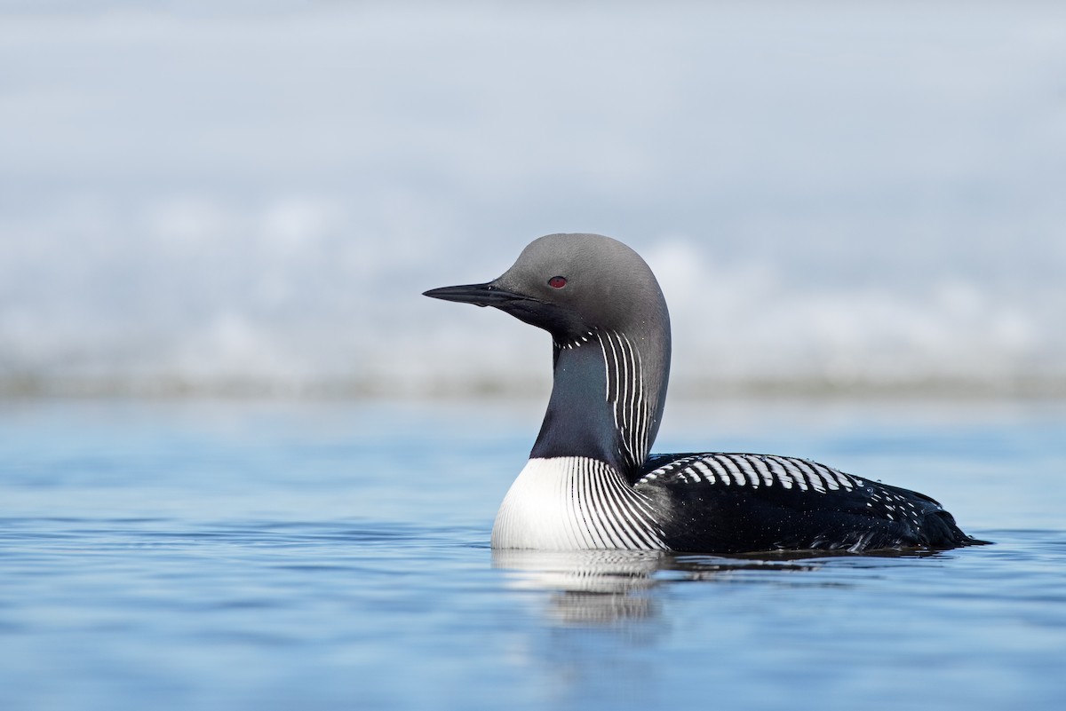 Pacific Loon - Tyler Ficker