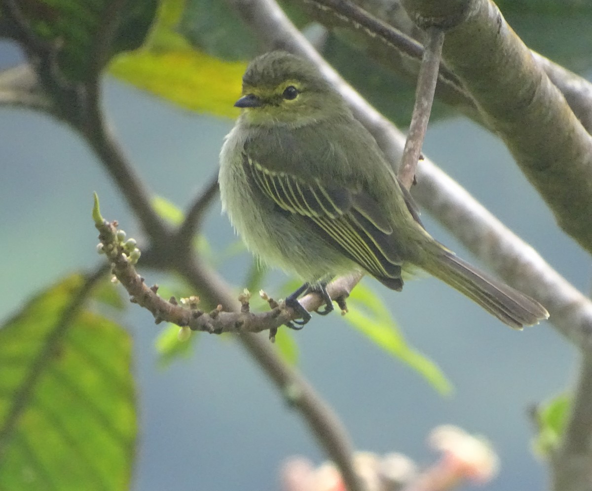 Peruvian Tyrannulet (Amazonas) - ML166318821