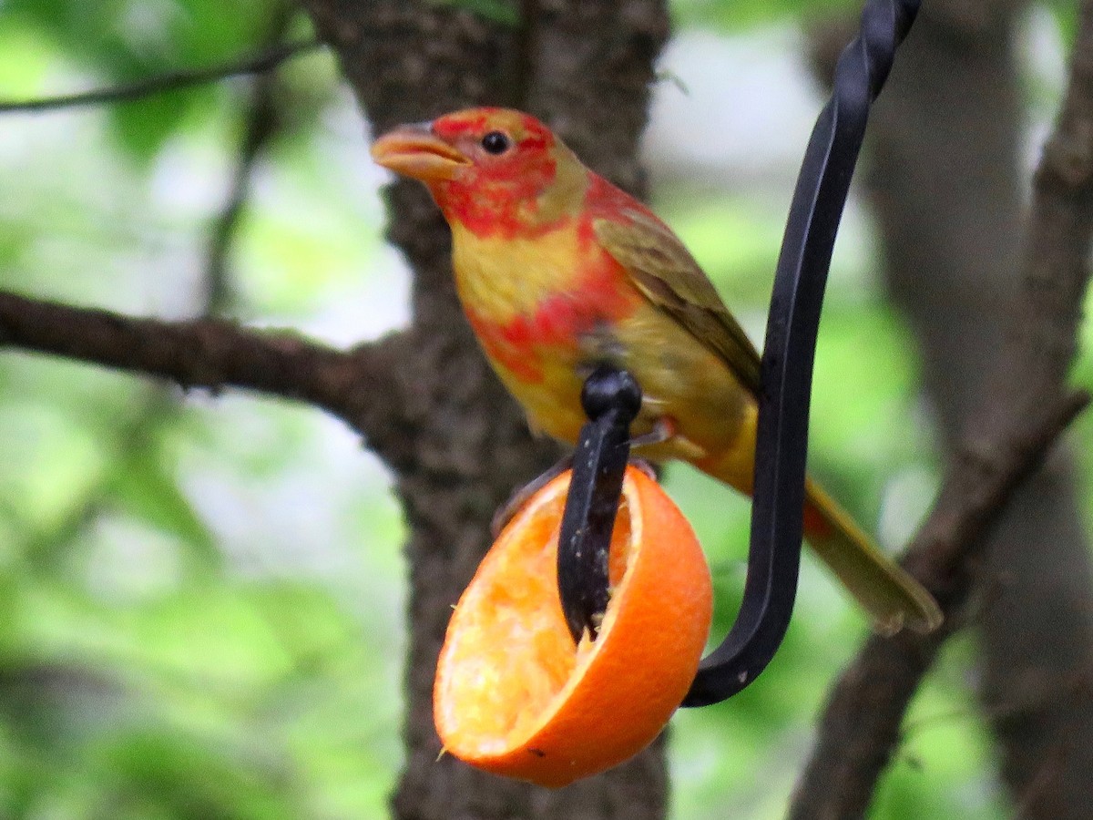 Summer Tanager - Benjamin Murphy