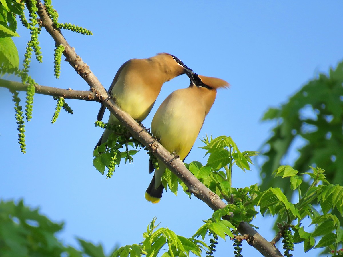 Cedar Waxwing - ML166320671