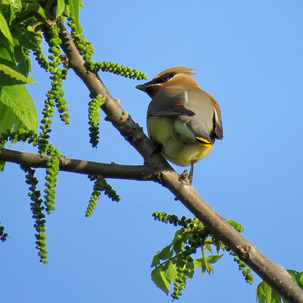 Cedar Waxwing - ML166320691