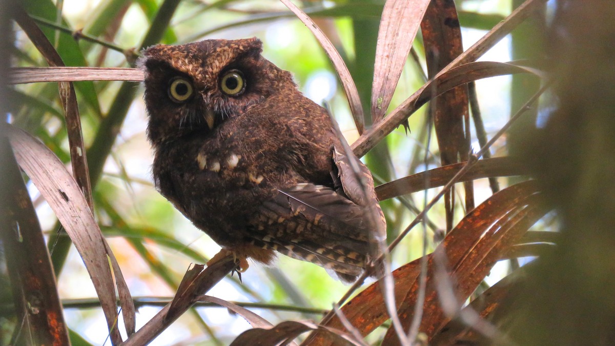 Mountain Scops-Owl - ML166321301