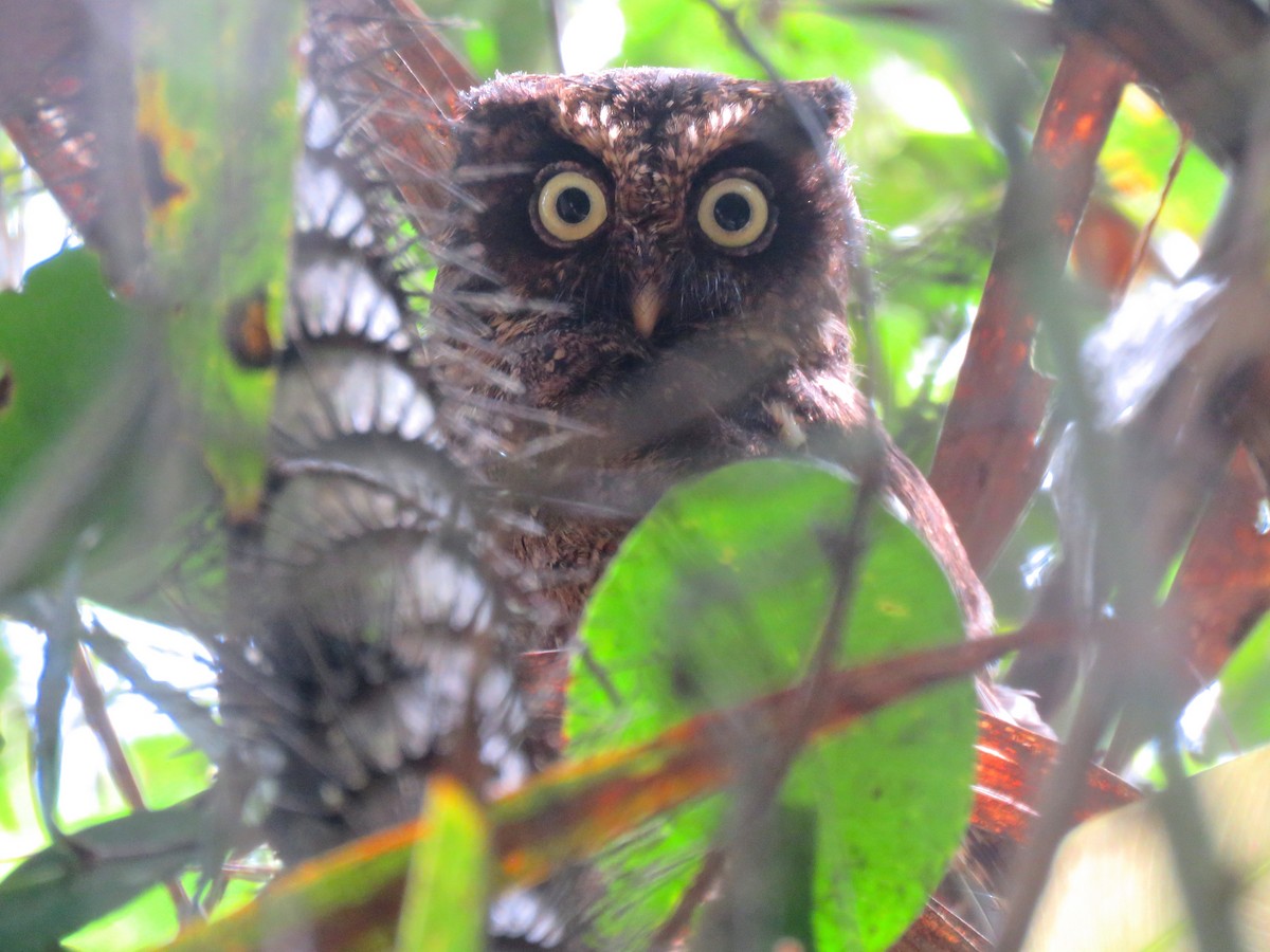 Mountain Scops-Owl - Tim Forrester