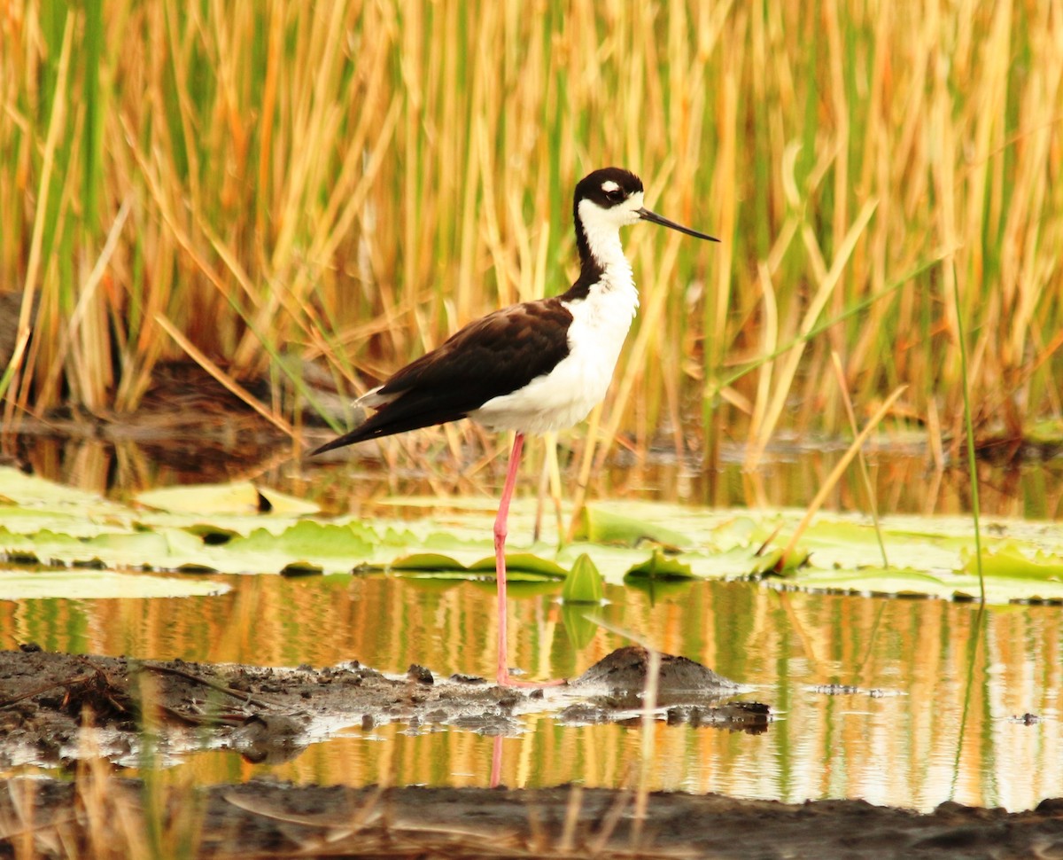 Black-necked Stilt - ML166321381