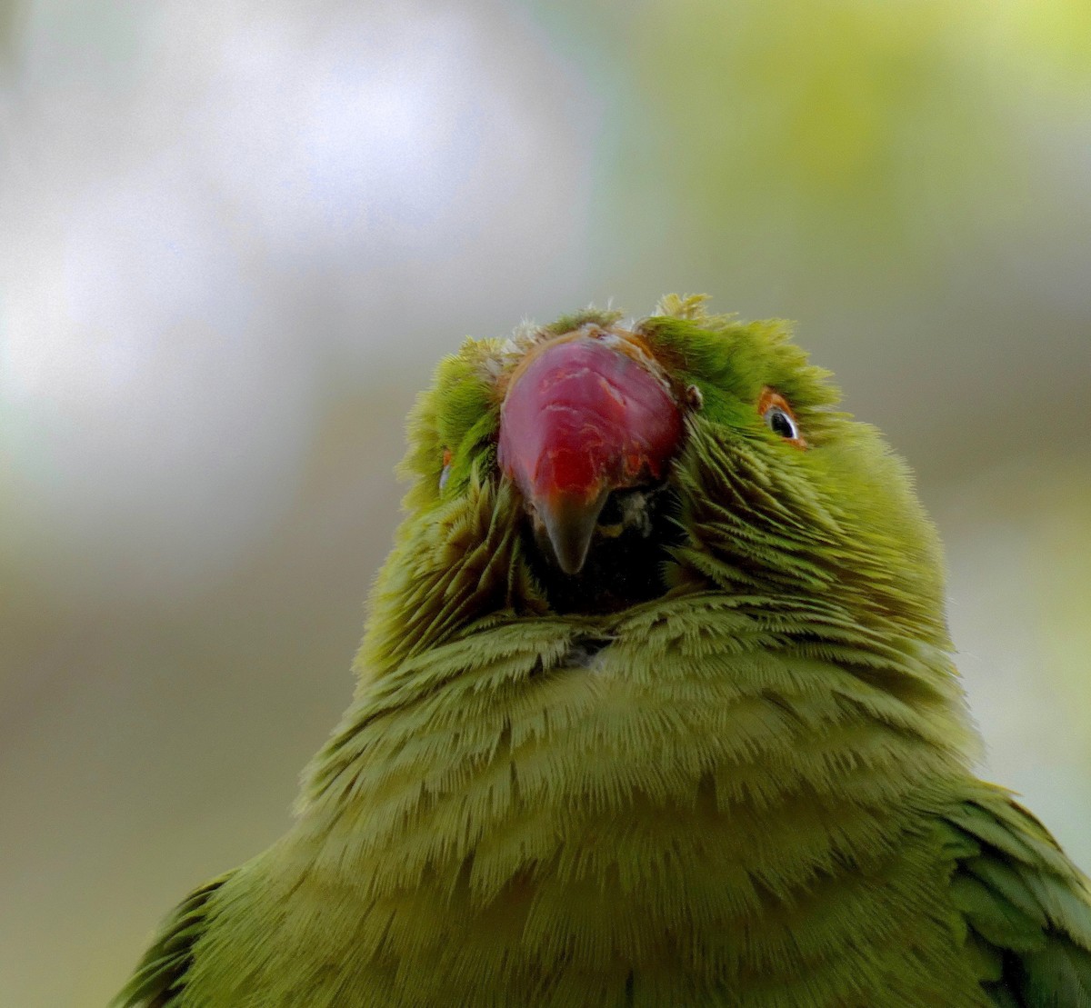 Rose-ringed Parakeet - Gautam Apte