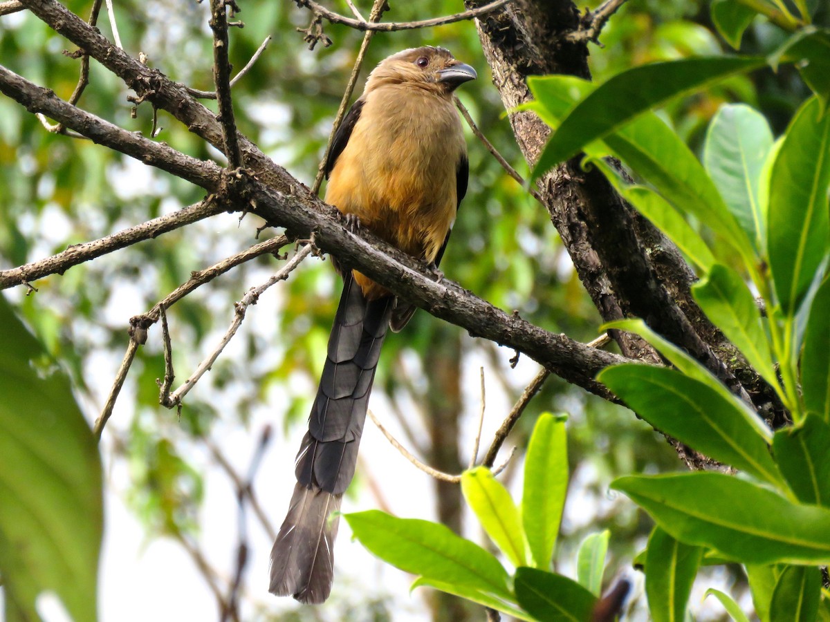 Bornean Treepie - ML166323271