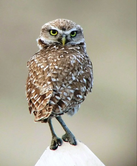 Burrowing Owl - Kristin Purdy