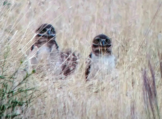 Burrowing Owl - ML166325221