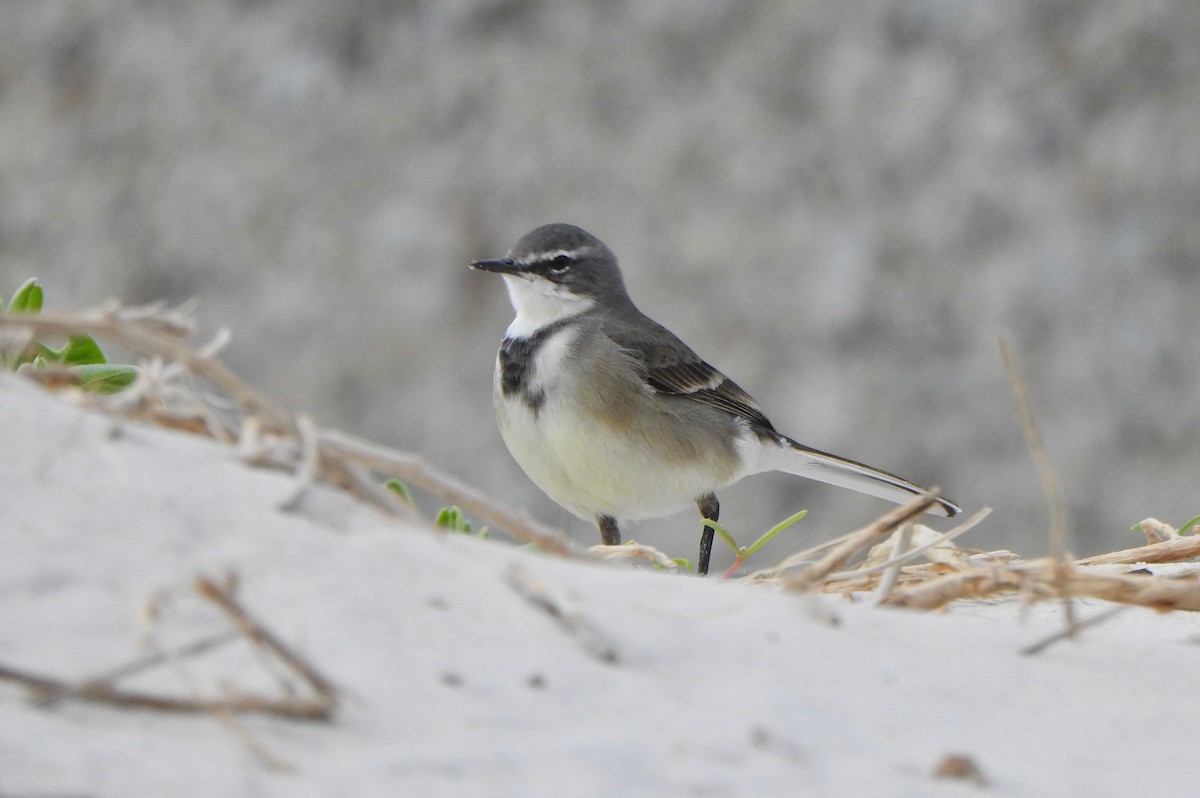 Cape Wagtail - Kalin Ocaña