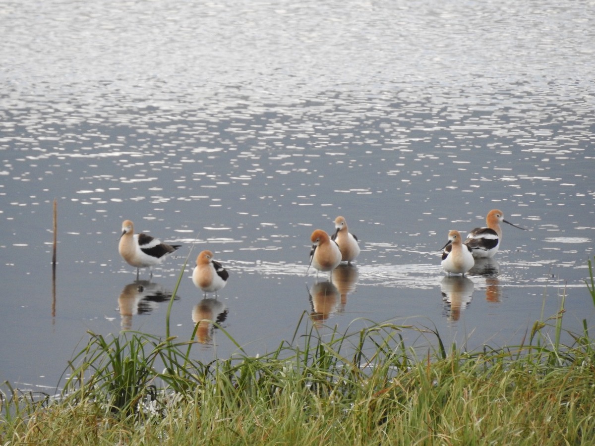 Avocette d'Amérique - ML166326991