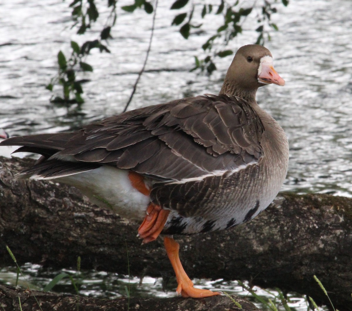 Greater White-fronted Goose - Sam Preer