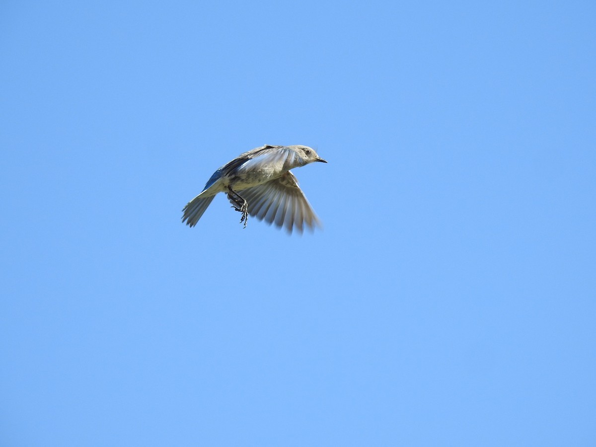 Mountain Bluebird - ML166329001