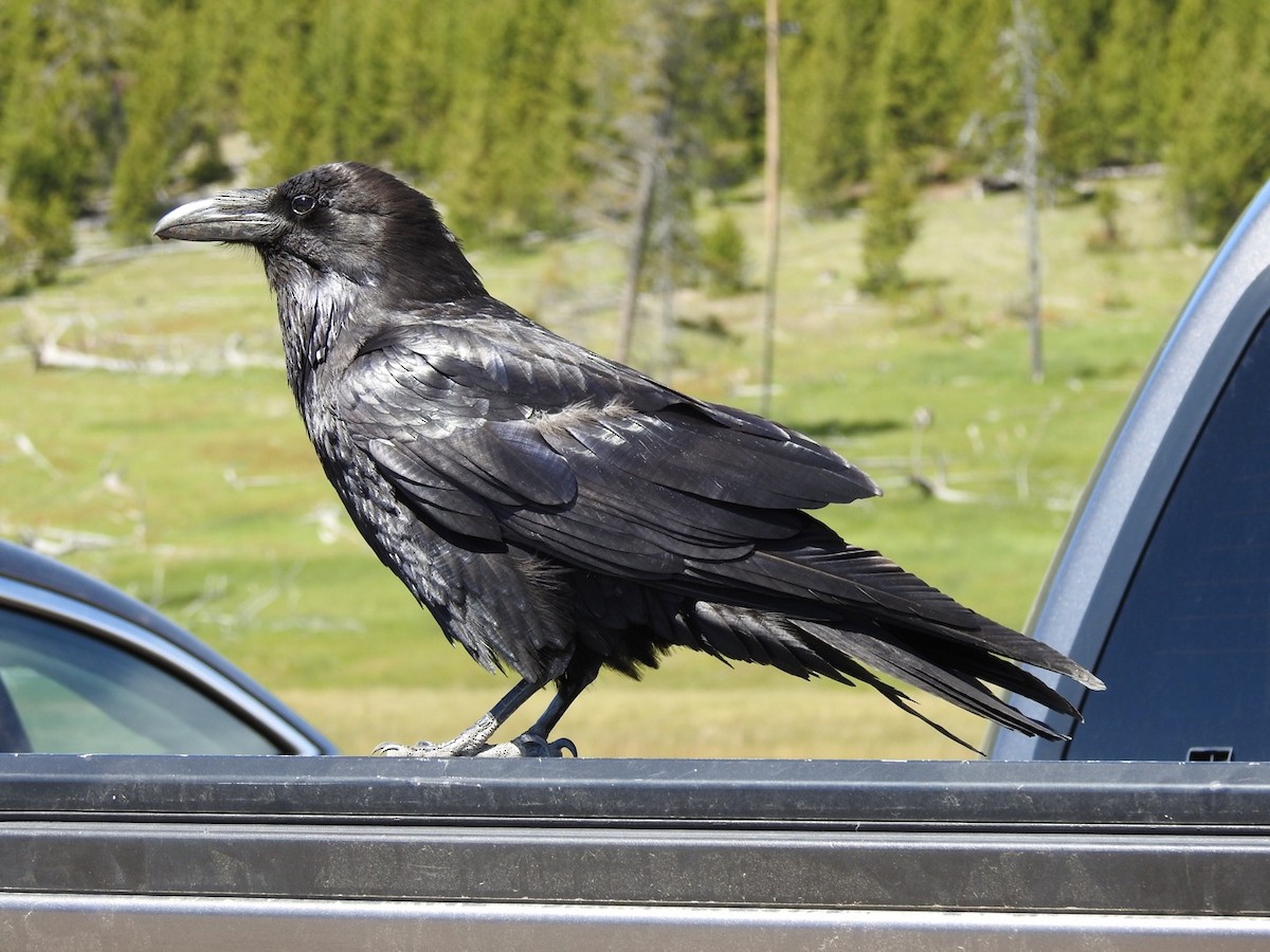 Common Raven - Adam Otten
