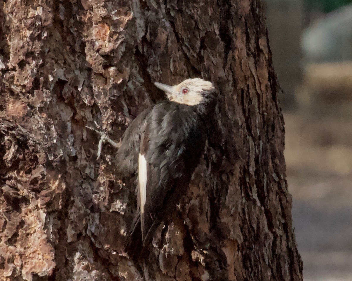 White-headed Woodpecker - ML166331651