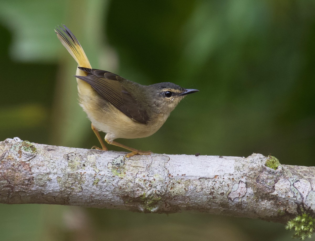 Buff-rumped Warbler - ML166332821