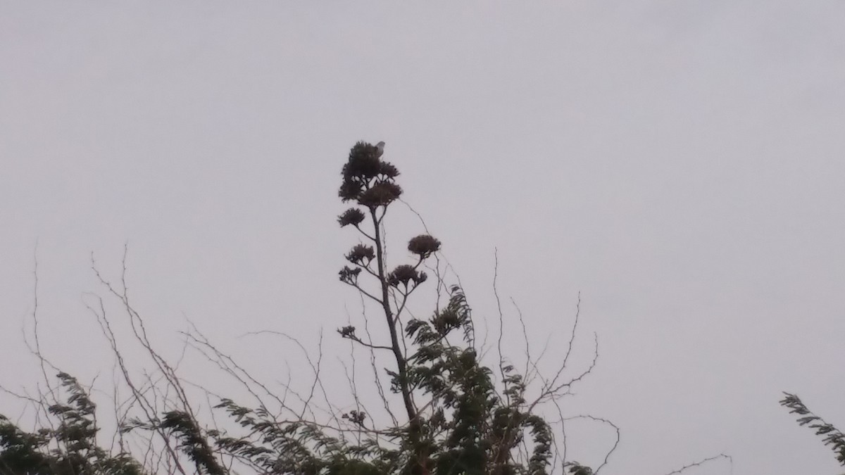 Black-winged Kite - ML166332941