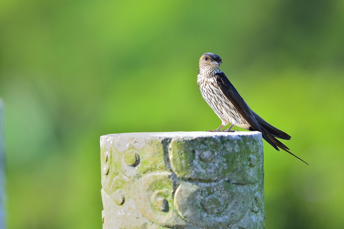 Eastern Red-rumped Swallow (Striated) - ML166333931
