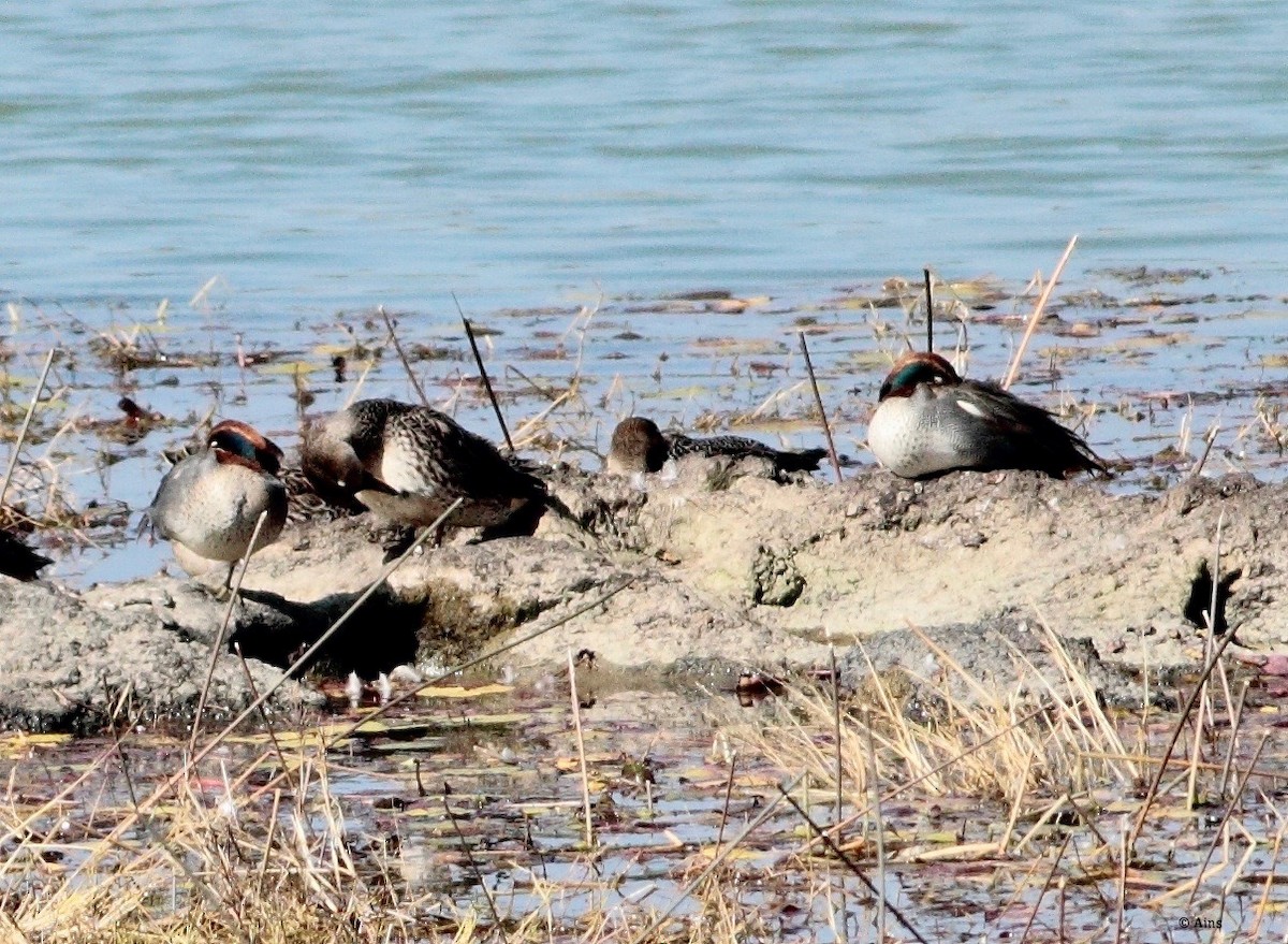 Green-winged Teal - ML166334681