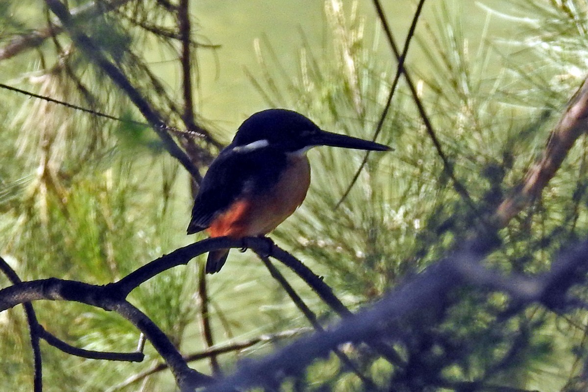 Azure Kingfisher - ML166334901