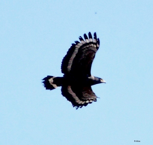 Crested Serpent-Eagle - ML166334911
