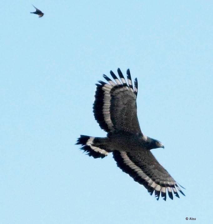 Crested Serpent-Eagle - ML166334921