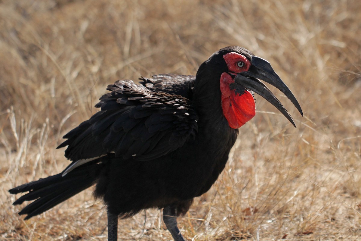 Southern Ground-Hornbill - ML166335161