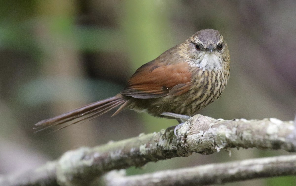 Stripe-breasted Spinetail - David Ascanio