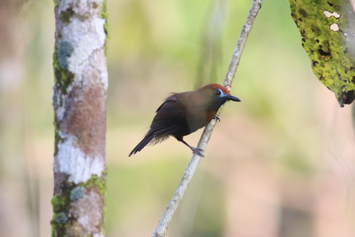 Fluffy-backed Tit-Babbler - ML166337241