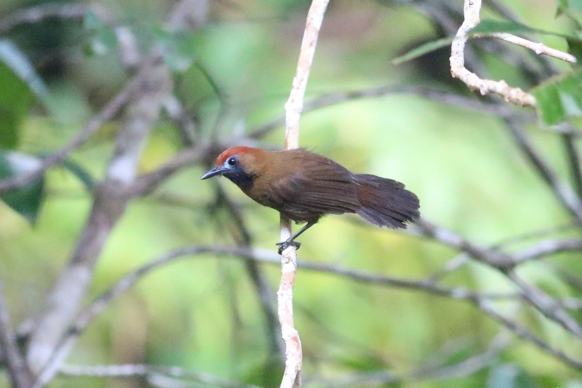 Fluffy-backed Tit-Babbler - ML166337251