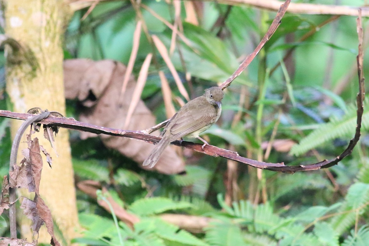 Cream-vented Bulbul - ML166337271