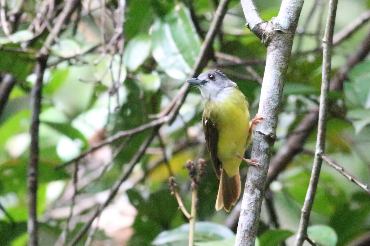 Yellow-bellied Bulbul - ML166337351