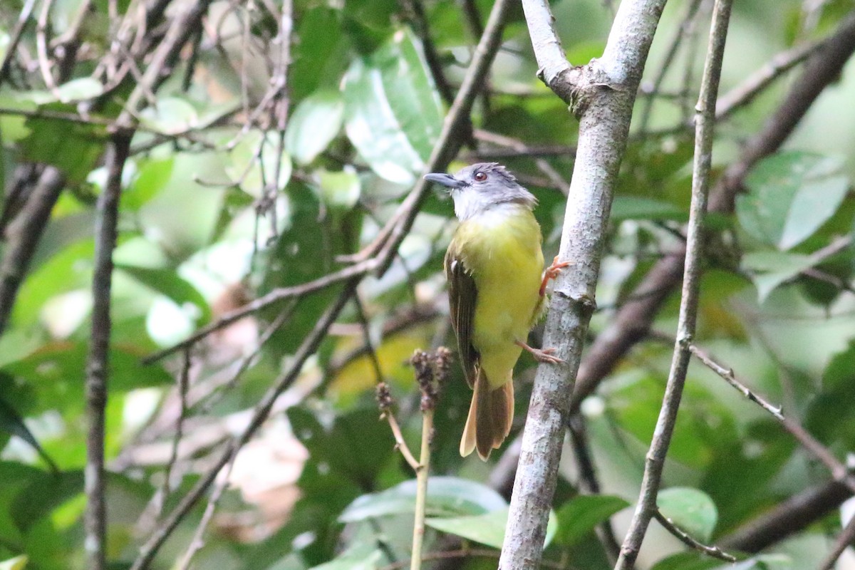 Yellow-bellied Bulbul - ML166337361