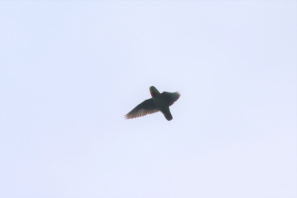 Blue-crowned Hanging-Parrot - ML166337461