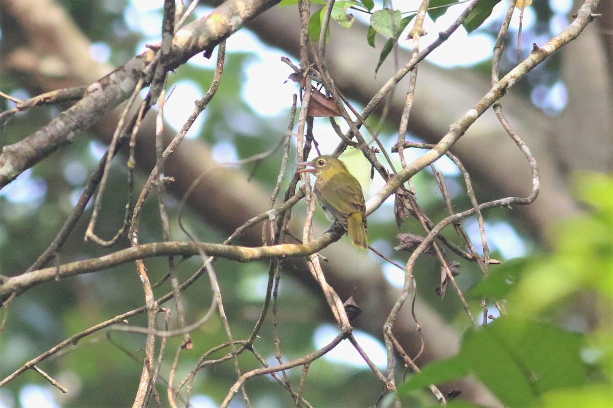 Dark-throated Oriole - ML166337481