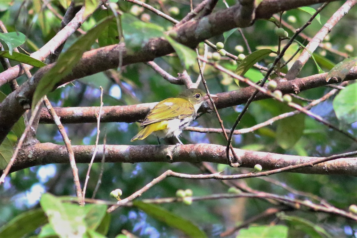 Dark-throated Oriole - ML166337491